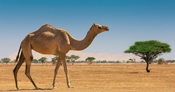 Camel 492